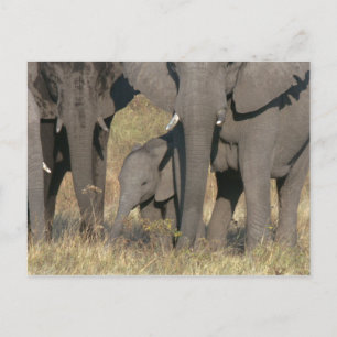 African elephants postcard