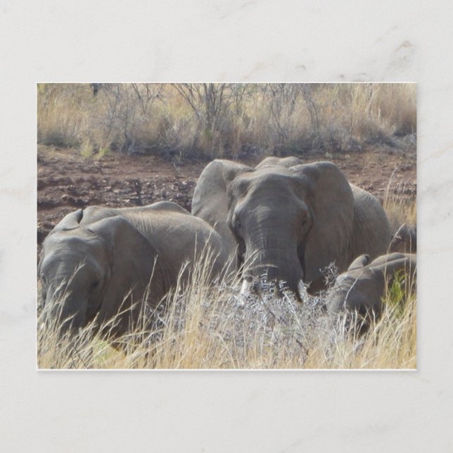 African Elephants Postcard (Front)
