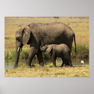African Elephants Poster