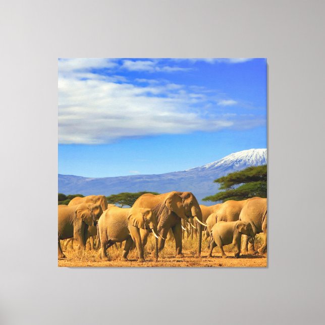 African Elephants Safari Canvas Print (Front)