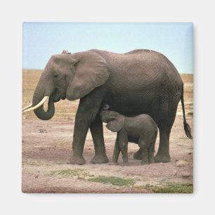 African Elephants - Small Calf Nursing Magnet
