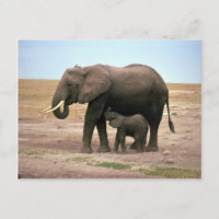 African Elephants - Small Calf Nursing