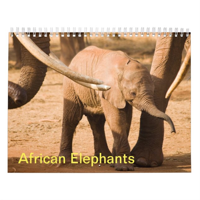 African Elephants Wall Calendar (Cover)