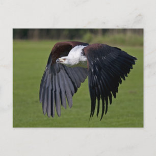 African Fish Eagle in Flight Postcard