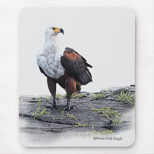 African Fish Eagle on white background Mouse Pad (Front)