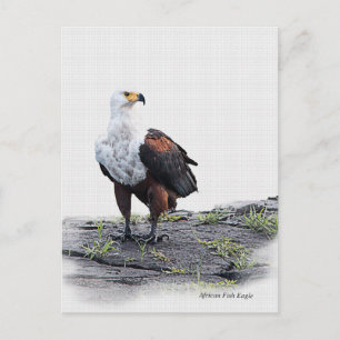 African Fish Eagle on white background Postcard