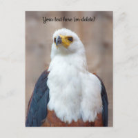 African Fish Eagle Postcard