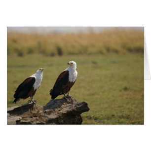African Fish Eagles