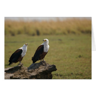 African Fish Eagles