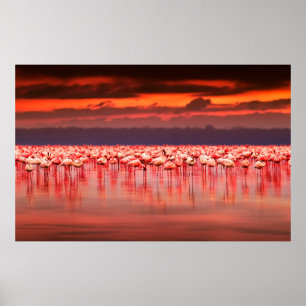 African flamingos in the lake over beautiful sunse poster