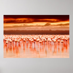 African flamingos in the lake over beautiful sunse poster