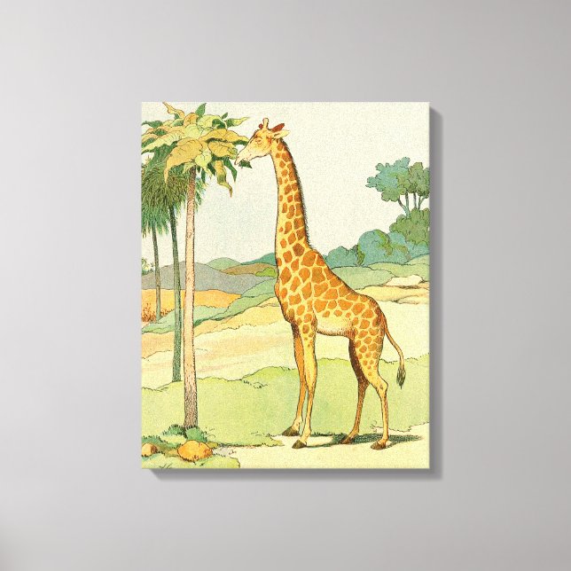 African Giraffe Eating Acacia Leaves Canvas Print (Front)