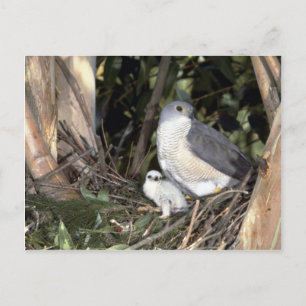 African Goshawk Postcard