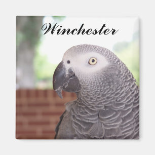 AFRICAN GRAY-MAGNET Winchester Magnet