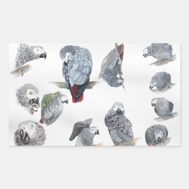 African Gray Parrot. Exclusive designed by Griff Sticker (Front)