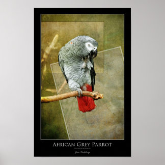 African Gray Parrot Poster