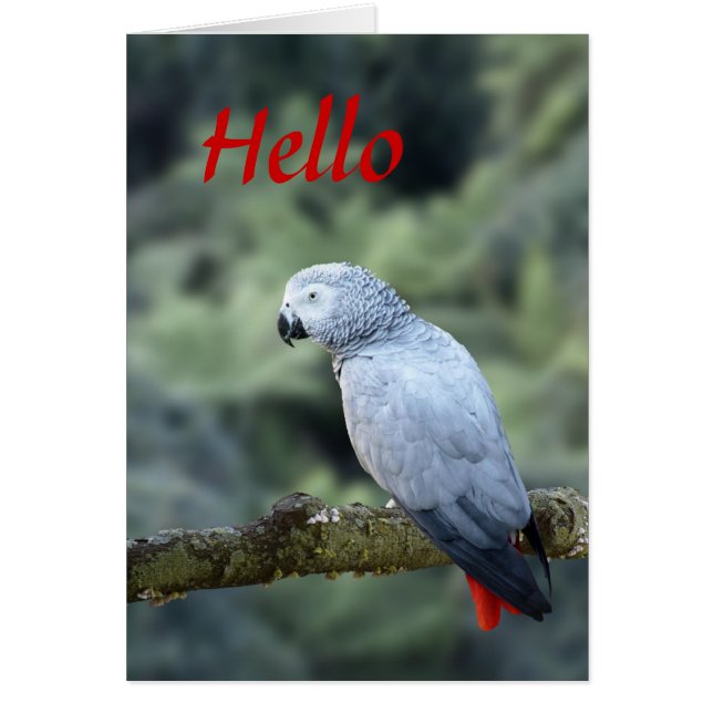 African Grey (Front)