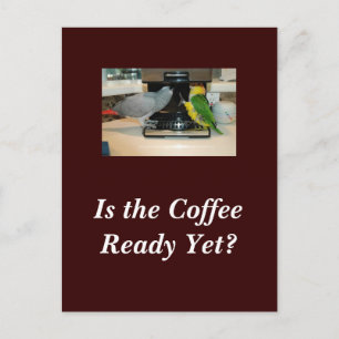 African Grey & Caique Coffee Friends Postcard