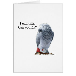 African Grey Je peux parler, peux-tu voler ?