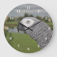 African Grey Lakeside