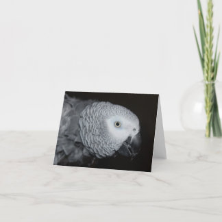 African Grey Note Card