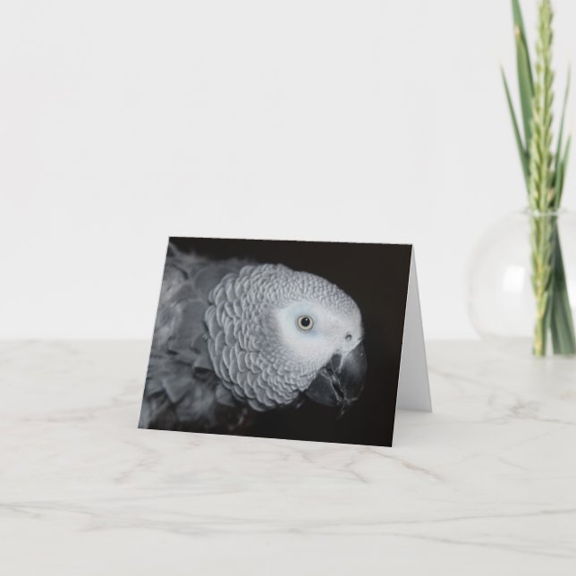 African Grey Note Card (Front)