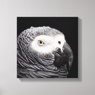 African Grey Parrot Canvas Print