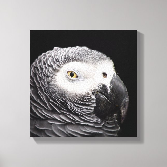 African Grey Parrot Canvas Print (Front)