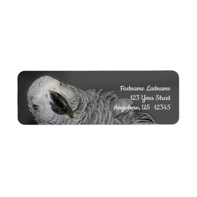 African Grey Parrot Cute Bird Adresse (Devant)