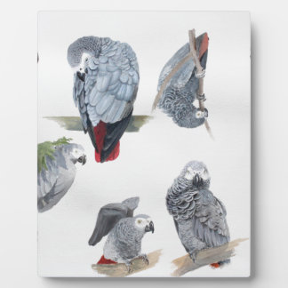 African Grey Parrot. Exclusive designed by Griff Plaque