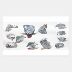 African Grey Parrot. Exclusive designed by Griff Sticker