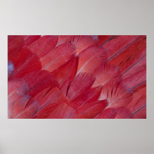 African Grey Parrot Feather Design Poster