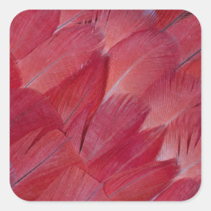 African Grey Parrot Feather Design Square Sticker