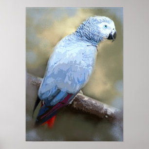 African Grey Parrot Fine Art Prints