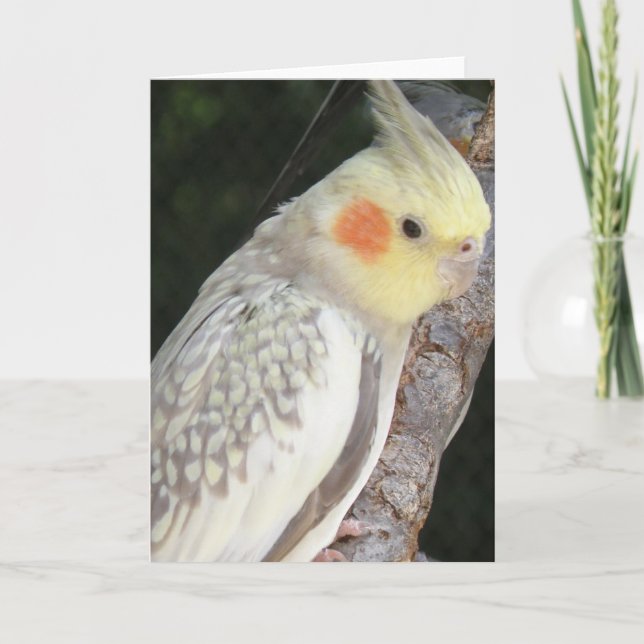 African Grey Parrot Greeting Card (Front)