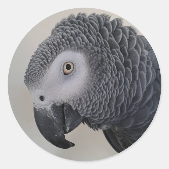 African Grey Parrot Head Stickers (Front)