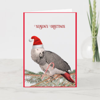 African Grey Parrot Holiday Card