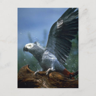 African grey parrot in hose shower postcard