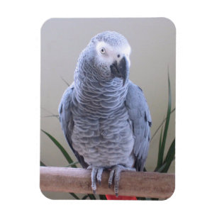 African Grey Parrot Magnet