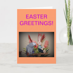African Grey Parrot meets Easter Bunny Holiday Card