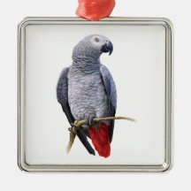 African Grey Parrot