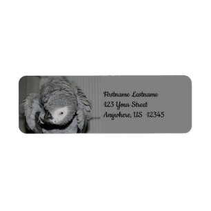 African Grey Parrot mignon Bird #2 Adresse