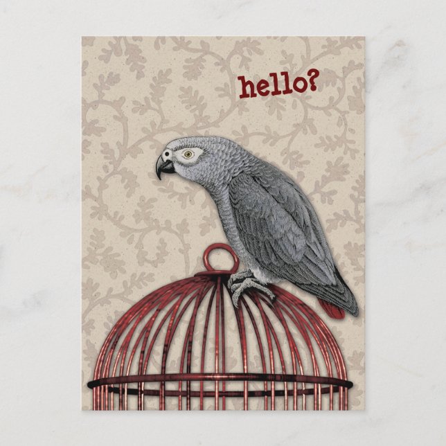 African Grey Parrot on Red Birdcage Postcard (Front)