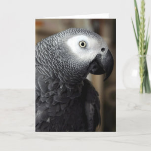 African Grey Parrot Portrait Blank Greeting Card