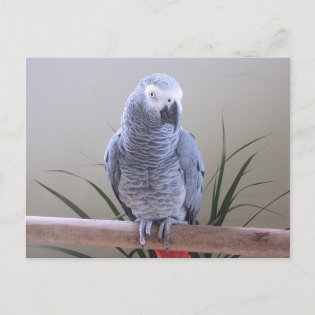 African Grey Parrot Postcard (Front)