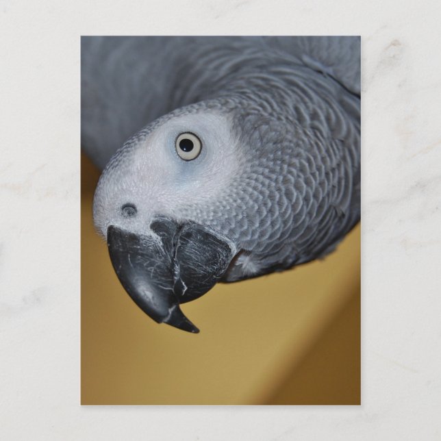 African Grey Parrot Postcard (Front)