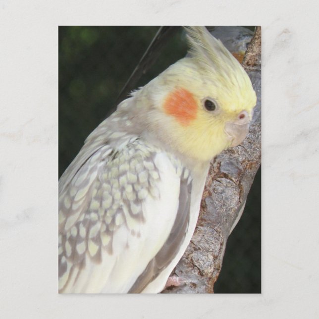 African Grey Parrot Postcard (Front)
