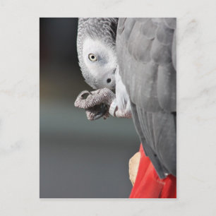 African Grey Parrot Postcard