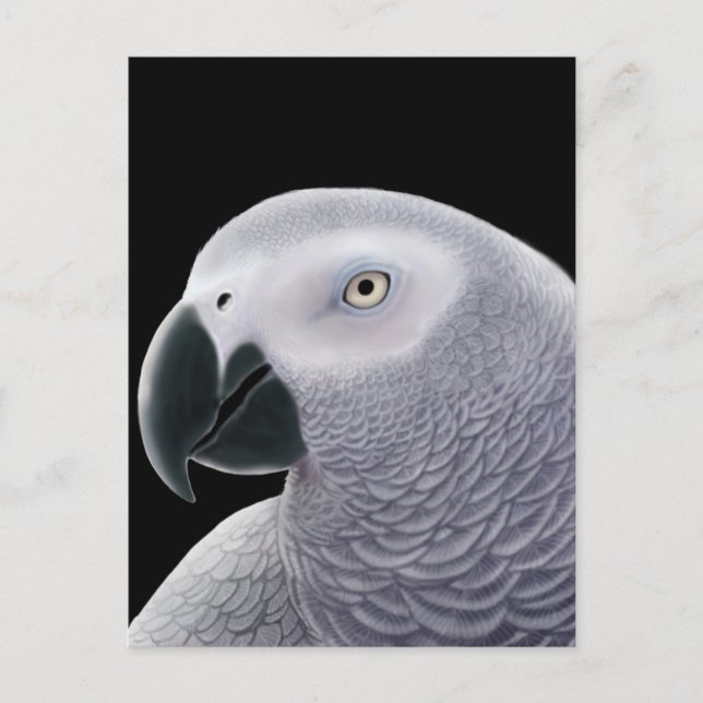 African Grey Parrot Postcard (Front)