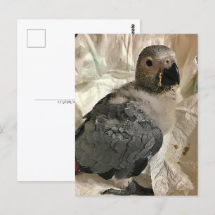 African grey parrot, Postcrossing Postcard